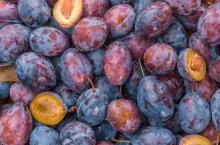 Plums on a vintage background as detailed close-up shot, selective focus
