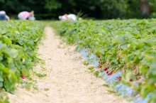 Rows of strawberries shrubs on agricultural farm. Horizontal low angle view with shallow depth of field. Blurred real people picking strawberries in background