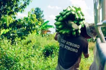 farmer bearing green banana on farm.Labor holding green banana for sell.
