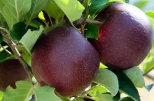 ST808.15 new variety of apples on tree in orchard at MHRI Manjimup Horticulture Research Institute. Images will not be available outside the project because selections are pending PBR and US Patent and inappropriate use of images could jeopardise grant of rights.