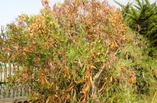 Fot.1. Objawy porażenia oleandra przez Xylella fastidiosa: zasychanie brzegów liści..