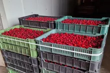 wiśnie plastiki