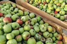 jabłka przemysłowe