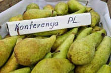 konferencja bronisze