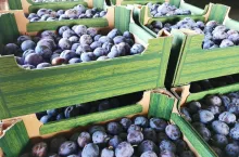 mołdawskie śliwki w ue