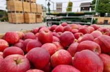 ile jabłek w chłdoniach