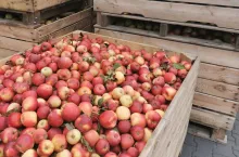 jabłka przemysłowe