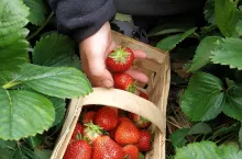zbiór truskawek