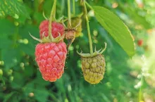 maliny