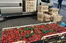 grecka truskawka udaje polską