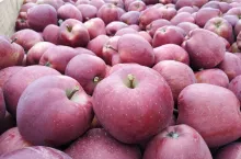 red delicious