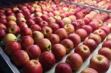 eksport jabłek będzie wznowiony