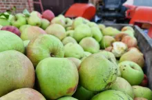 jabłak na przemysł