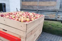 jabłka przemysłowe