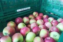 jabłka eksport