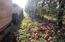 jablka przemysłowe 2022