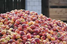 jabłka przemysłowe