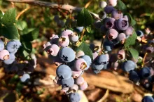 borówka amerykańska