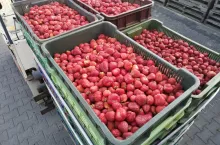 skup truskawek
