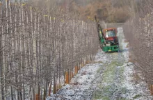 cięcie mechaniczne jabłoni