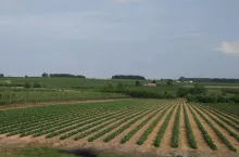 pole truskawek