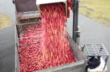 jabłka przemysłowe