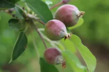 zawiazki