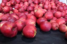 red jonaprince
