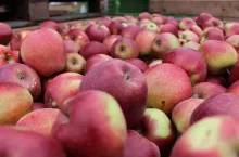 gloster ceny jabłek