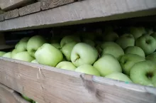 golden delicious