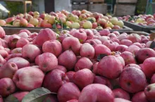 kontraktacja jabłek przemysłowych