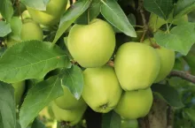 golden delicious