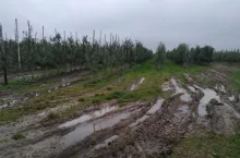 sad po deszczach