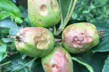 gradobicie