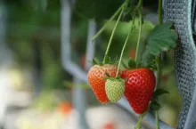 truskawki w styczniu