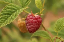 maliny