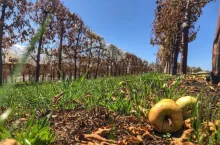 Pożary w sadach w Australii