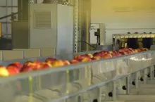 Ile kosztuje przygotowanie jabłka do sprzedaży?