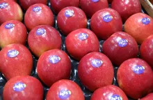 Jabłka Jazz - odmina klubowa