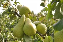 Ochrona gruszy - Bayer