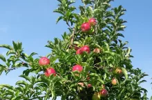 Jabłka przed zbiorami