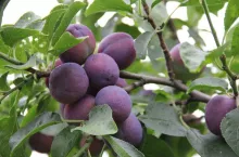 śliwki Mołdawia