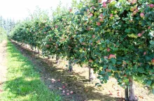 Sady i jagodniki w Rosji