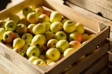 Wooden crate box full of fresh green apples