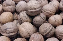 Orzechy włoski