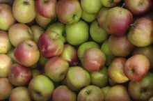Jabłka przemysłowe