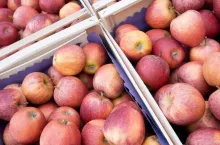 Fresh fruit.