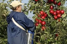 Zbiory w sadzie - pomoc przy zbiorach