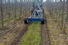 jesienne cięcie korzeni