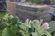 Okolice Sobień-Jezior. Kwiaty na gruszach pojawiły się dwa tygodnie temu